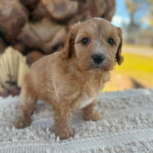 Load image into Gallery viewer, JELLYBEAN - Toy/Mini Cavoodle - Ready 25 Aug