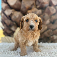 Load image into Gallery viewer, JELLYBEAN - Toy/Mini Cavoodle - Ready 25 Aug