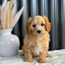 Load image into Gallery viewer, JELLYBEAN - Toy/Mini Cavoodle - Ready 25 Aug