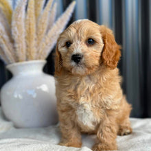 Load image into Gallery viewer, JELLYBEAN - Toy/Mini Cavoodle - Ready 25 Aug