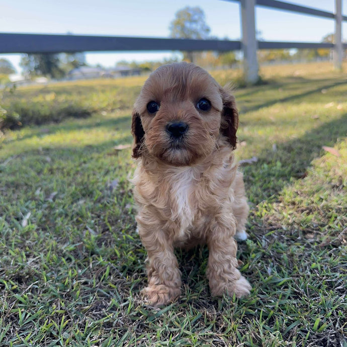 JENNA - Female Toy/Mini Cavoodle - Ready 2nd August