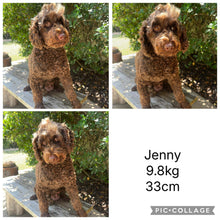 Load image into Gallery viewer, JUPITER -  Male Poodle - Ready this weekend