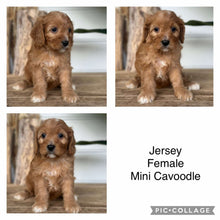 Load image into Gallery viewer, JERSEY - Female Mini Cavoodle - Ready 4th Dec