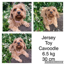 Load image into Gallery viewer, JAZZY - Female 2nd Gen Toy Cavoodle - Ready Now