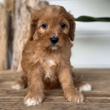 Load image into Gallery viewer, JERSEY - Female Mini Cavoodle - Ready 4th Dec