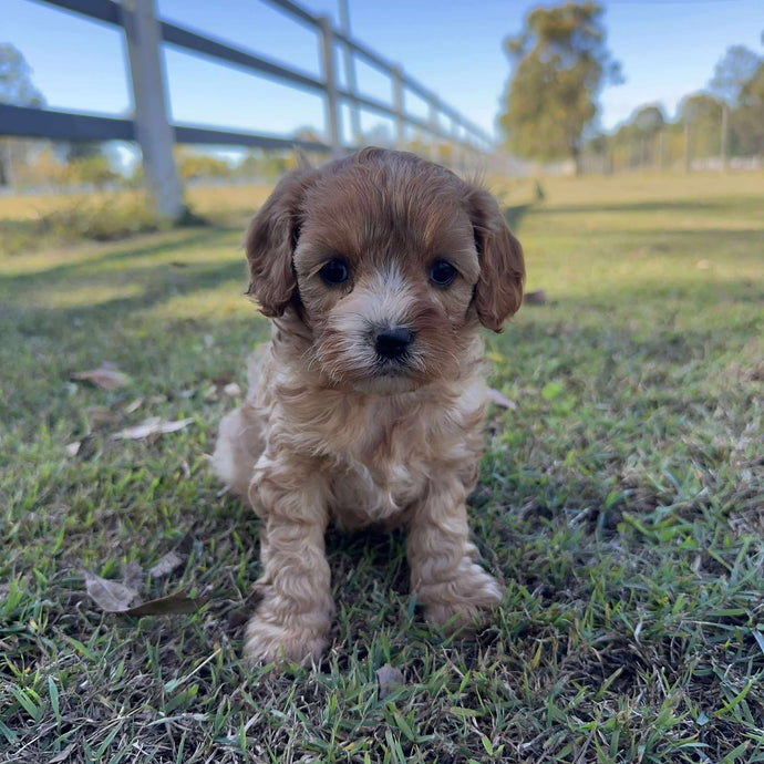 JESS - Female Toy/Mini Cavoodle - Ready 2nd August