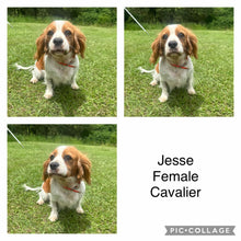 Load image into Gallery viewer, JESSE - Adult Female Cavalier - REHOMER Ready 24th Jan