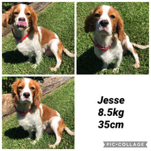 Load image into Gallery viewer, JESSE - Adult Female Cavalier - REHOMER Ready 24th Jan