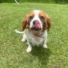 Load image into Gallery viewer, JESSE - Adult Female Cavalier - REHOMER Ready 24th Jan