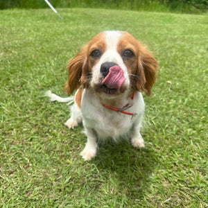 JESSE - Adult Female Cavalier - REHOMER Ready 24th Jan