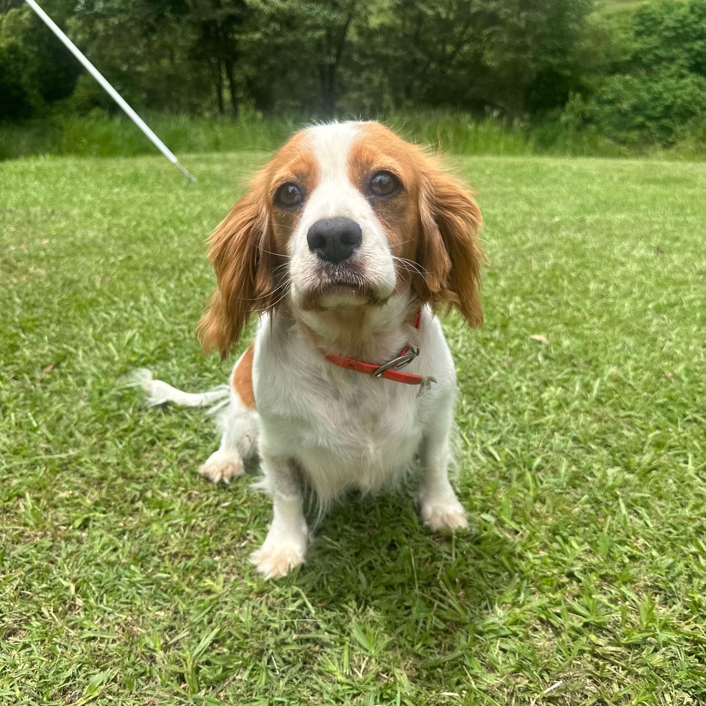 JESSE - Adult Female Cavalier - REHOMER Ready 24th Jan