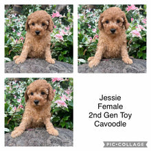 Load image into Gallery viewer, JESSIE - Female 2nd Gen Toy Cavoodle - Ready Now