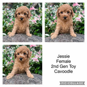 JESSIE - Female 2nd Gen Toy Cavoodle - Ready Now