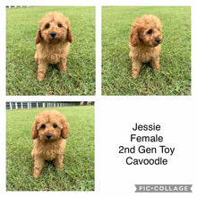 Load image into Gallery viewer, JESSIE - Female 2nd Gen Toy Cavoodle - Ready Now