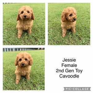 JESSIE - Female 2nd Gen Toy Cavoodle - Ready Now