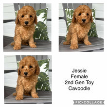 Load image into Gallery viewer, JESSIE - Female 2nd Gen Toy Cavoodle - Ready Now