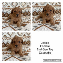 Load image into Gallery viewer, JESSIE - Female 2nd Gen Toy Cavoodle - Ready Now