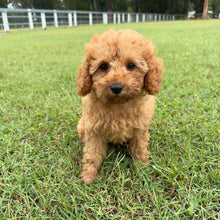 Load image into Gallery viewer, JESSIE - Female 2nd Gen Toy Cavoodle - Ready Now