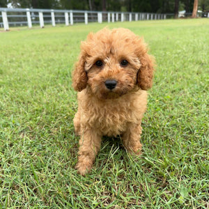 JESSIE - Female 2nd Gen Toy Cavoodle - Ready Now