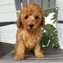 Load image into Gallery viewer, JESSIE - Female 2nd Gen Toy Cavoodle - Ready Now