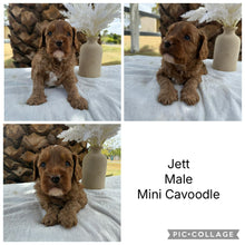 Load image into Gallery viewer, JETT - Male Mini Cavoodle - Ready 7th March