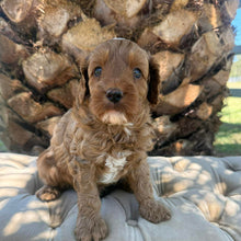 Load image into Gallery viewer, JETT - Male Mini Cavoodle - Ready 7th March