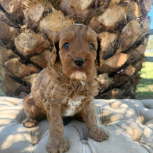 Load image into Gallery viewer, JETT - Male Mini Cavoodle - Ready 7th March