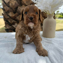 Load image into Gallery viewer, JETT - Male Mini Cavoodle - Ready 7th March
