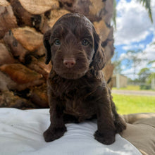 Load image into Gallery viewer, JEWEL - Female Mini Spoodle - Ready 12th March