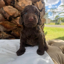 Load image into Gallery viewer, JEWEL - Female Mini Spoodle - Ready 12th March