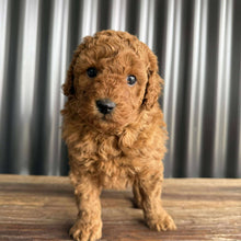 Load image into Gallery viewer, JIGGSY - Male Mini Poodle - Ready 8th Sept