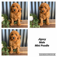 Load image into Gallery viewer, JIGGSY - Male Mini Poodle - Ready 8th Sept