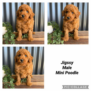 JIGGSY - Male Mini Poodle - Ready 8th Sept