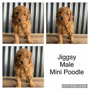 JIGGSY - Male Mini Poodle - Ready 8th Sept