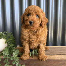 Load image into Gallery viewer, JIGGSY - Male Mini Poodle - Ready 8th Sept