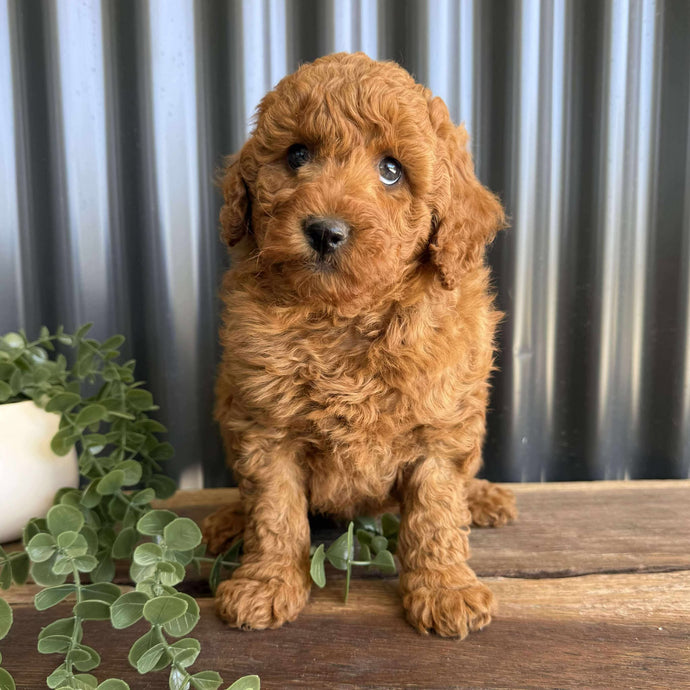 JIGGSY - Male Mini Poodle - Ready 8th Sept