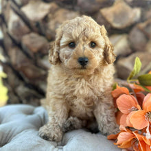 Load image into Gallery viewer, JINX -  Male Poodle - Ready this weekend