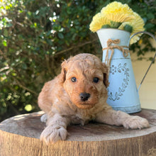 Load image into Gallery viewer, JINX -  Male Poodle - Ready this weekend