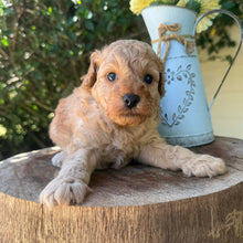 Load image into Gallery viewer, JINX -  Male Poodle - Ready this weekend