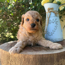 Load image into Gallery viewer, JINX -  Male Poodle - Ready this weekend