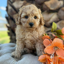 Load image into Gallery viewer, JINX -  Male Poodle - Ready this weekend