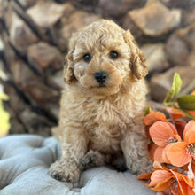 Load image into Gallery viewer, JINX -  Male Poodle - Ready this weekend