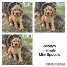 Load image into Gallery viewer, JOCELYN - Female Mini Spoodle - Ready Now