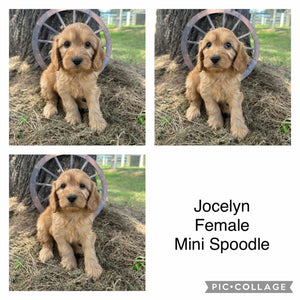 JOCELYN - Female Mini Spoodle - Ready Now