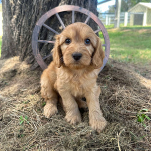 JOCELYN - Female Mini Spoodle - Ready Now