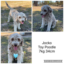 Load image into Gallery viewer, MONTY - Male Toy Cavoodle - Ready for Home 30th Sept
