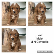 Load image into Gallery viewer, JOEL - Male Mini Cavoodle - Ready 4th Dec