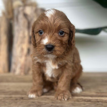 Load image into Gallery viewer, JOEL - Male Mini Cavoodle - Ready 4th Dec