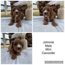 Load image into Gallery viewer, JOHNNIE - Male Mini Cavoodle - Ready 7th March