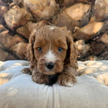 Load image into Gallery viewer, JOHNNIE - Male Mini Cavoodle - Ready 7th March